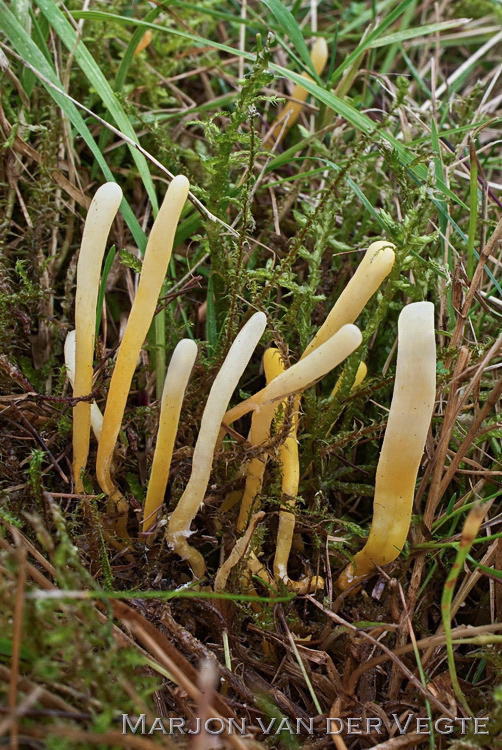 Verblekende knotszwam - Clavulinopsis luteoalba